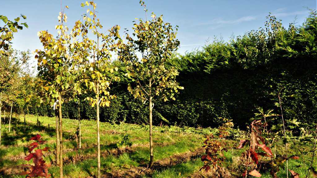 Tilia cordata 16-18 EHS